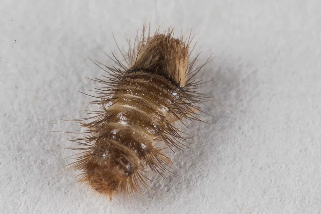 Halı Böceği (Anthrenus verbasci)